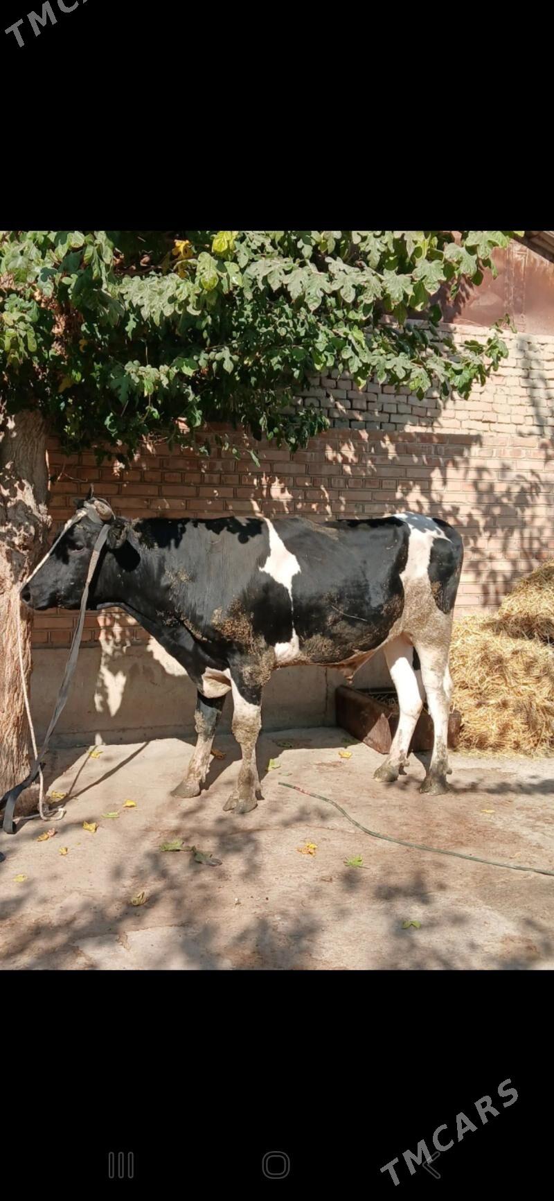 golşteÿin okuz - Bäherden - img 4