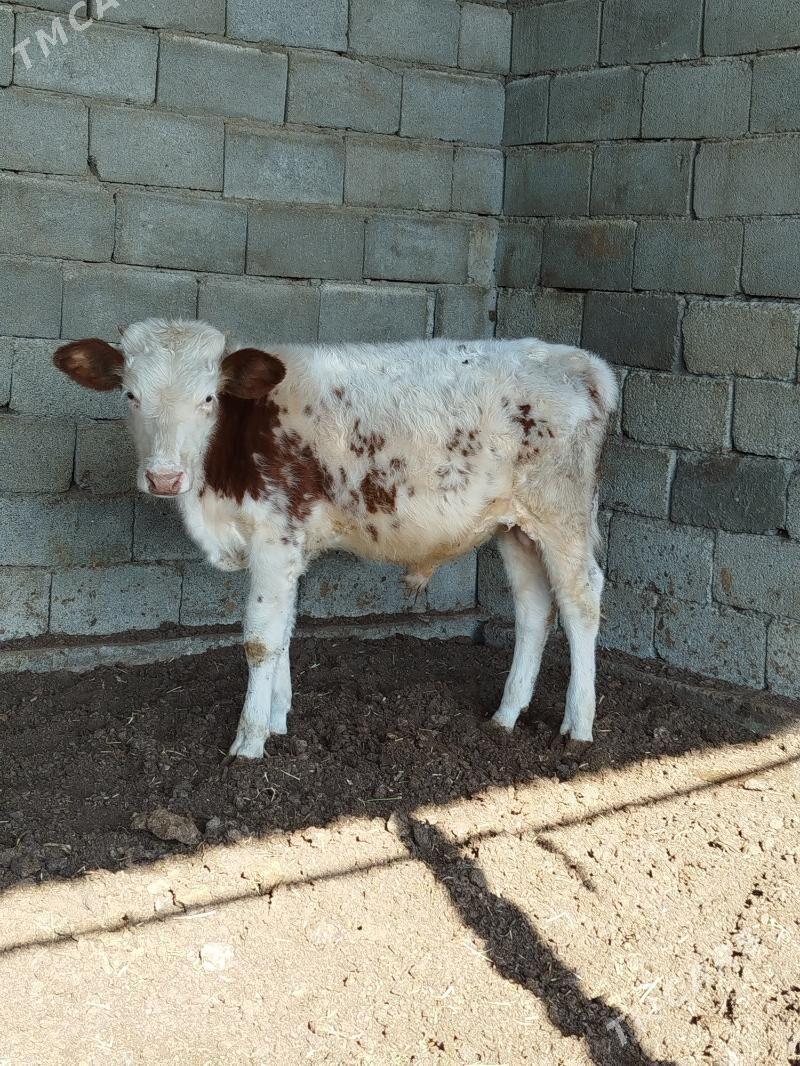 smental okuzce - Багир - img 2