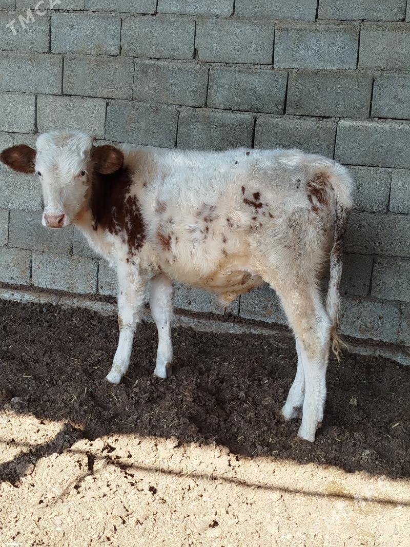 smental okuzce - Багир - img 3