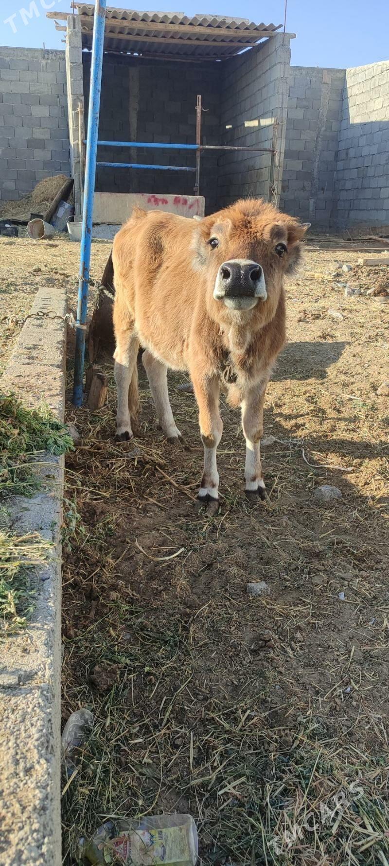 Tuwe argilan siwes - Gökdepe - img 3