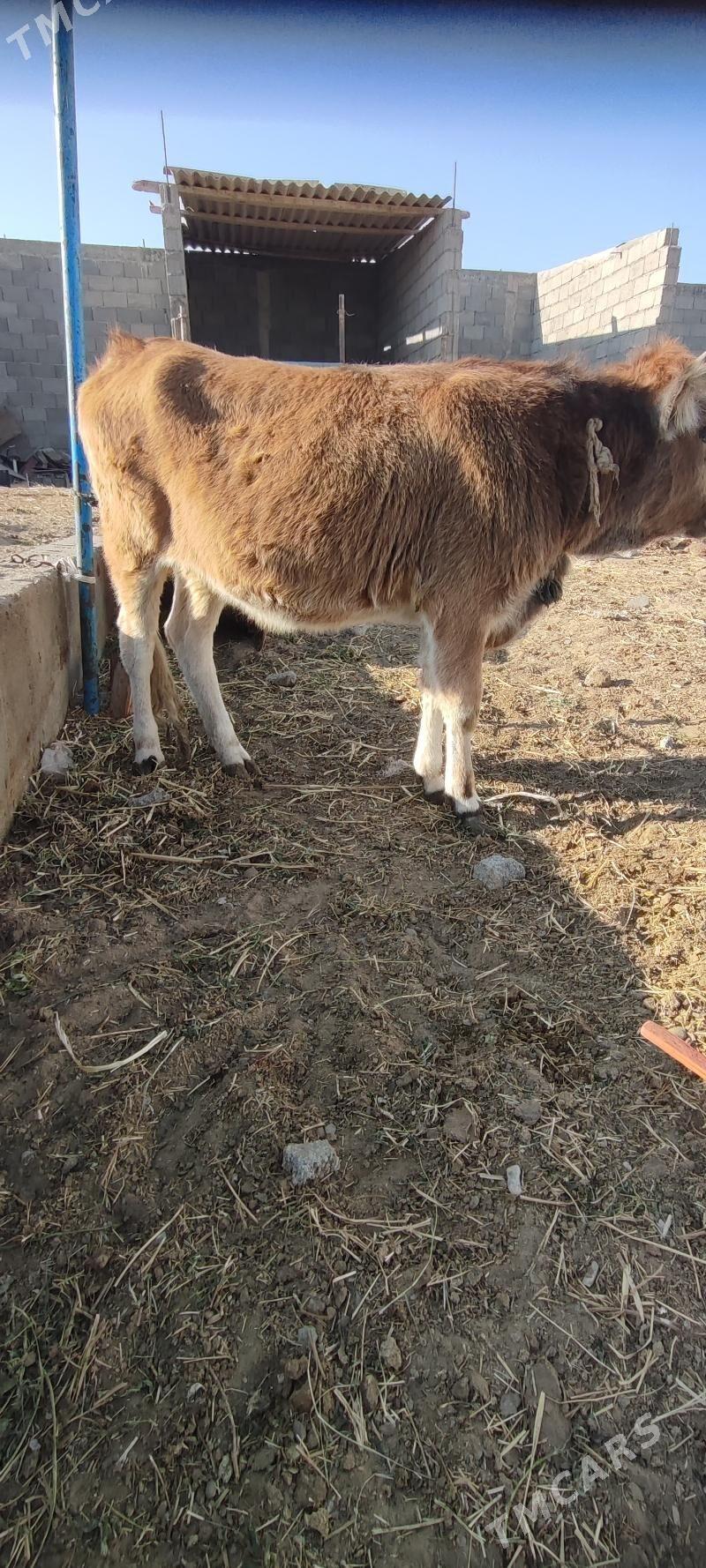 Tuwe argilan siwes - Gökdepe - img 2