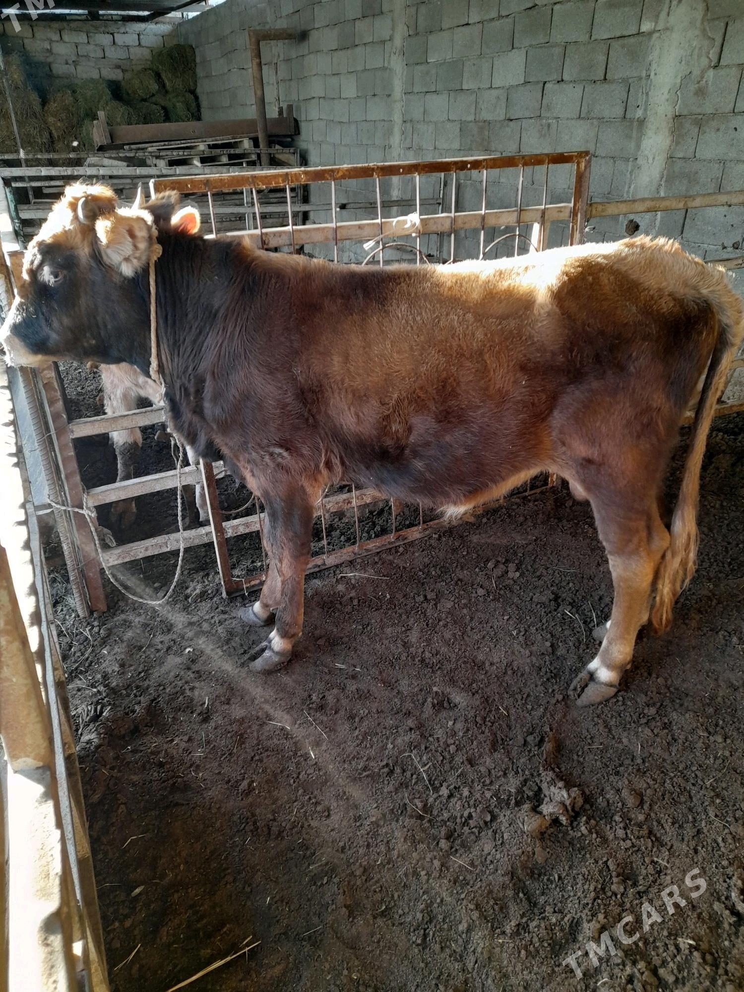 ökuz - Änew - img 1