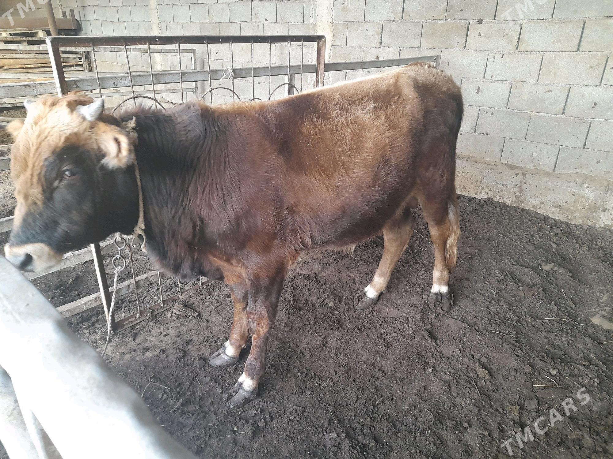 ökuz - Änew - img 2