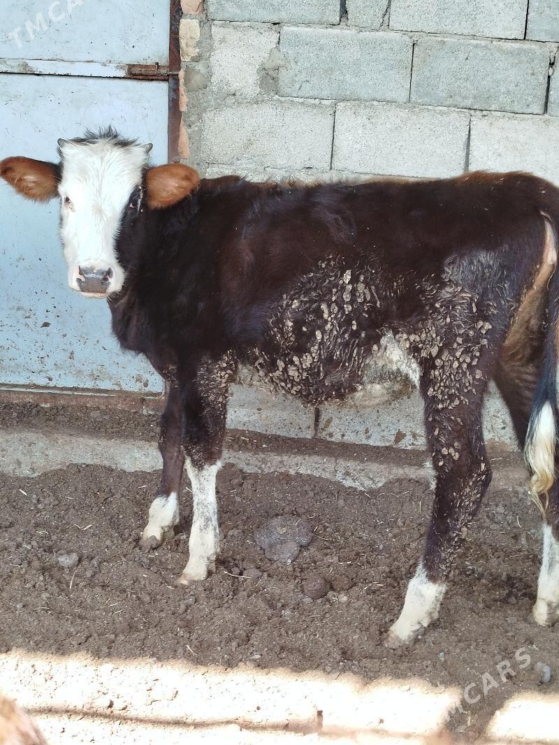 mitis tuweler - Bagyr - img 1