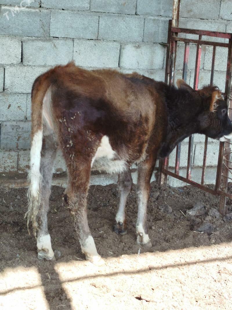 mitis tuweler - Bagyr - img 2