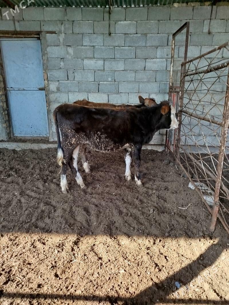 mitis tuweler - Bagyr - img 4