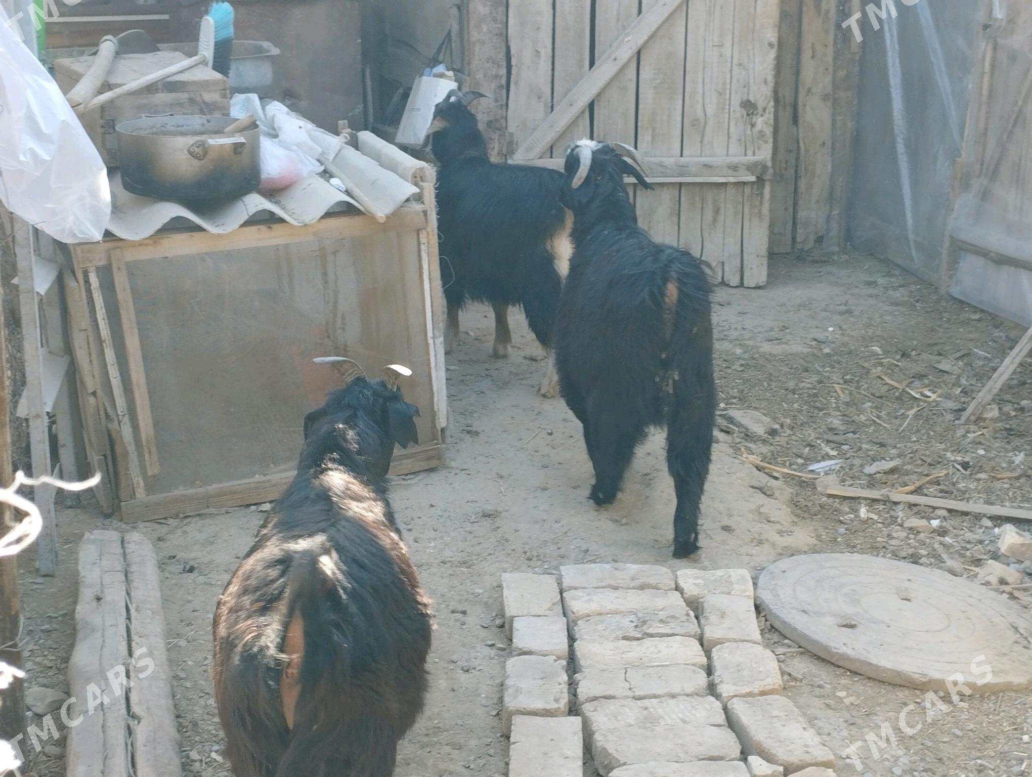 dog erkeç - Ашхабад - img 2