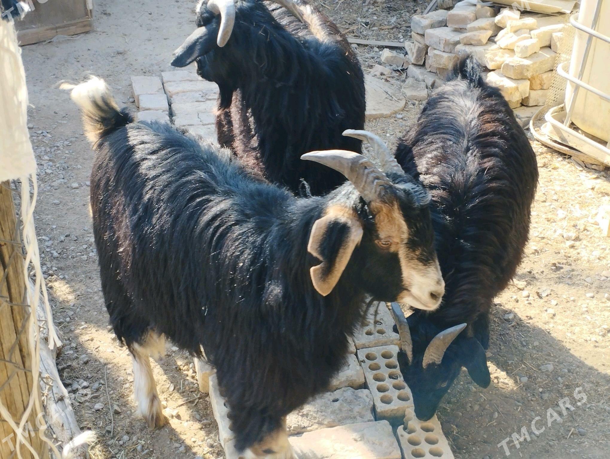 dog erkeç - Ашхабад - img 4