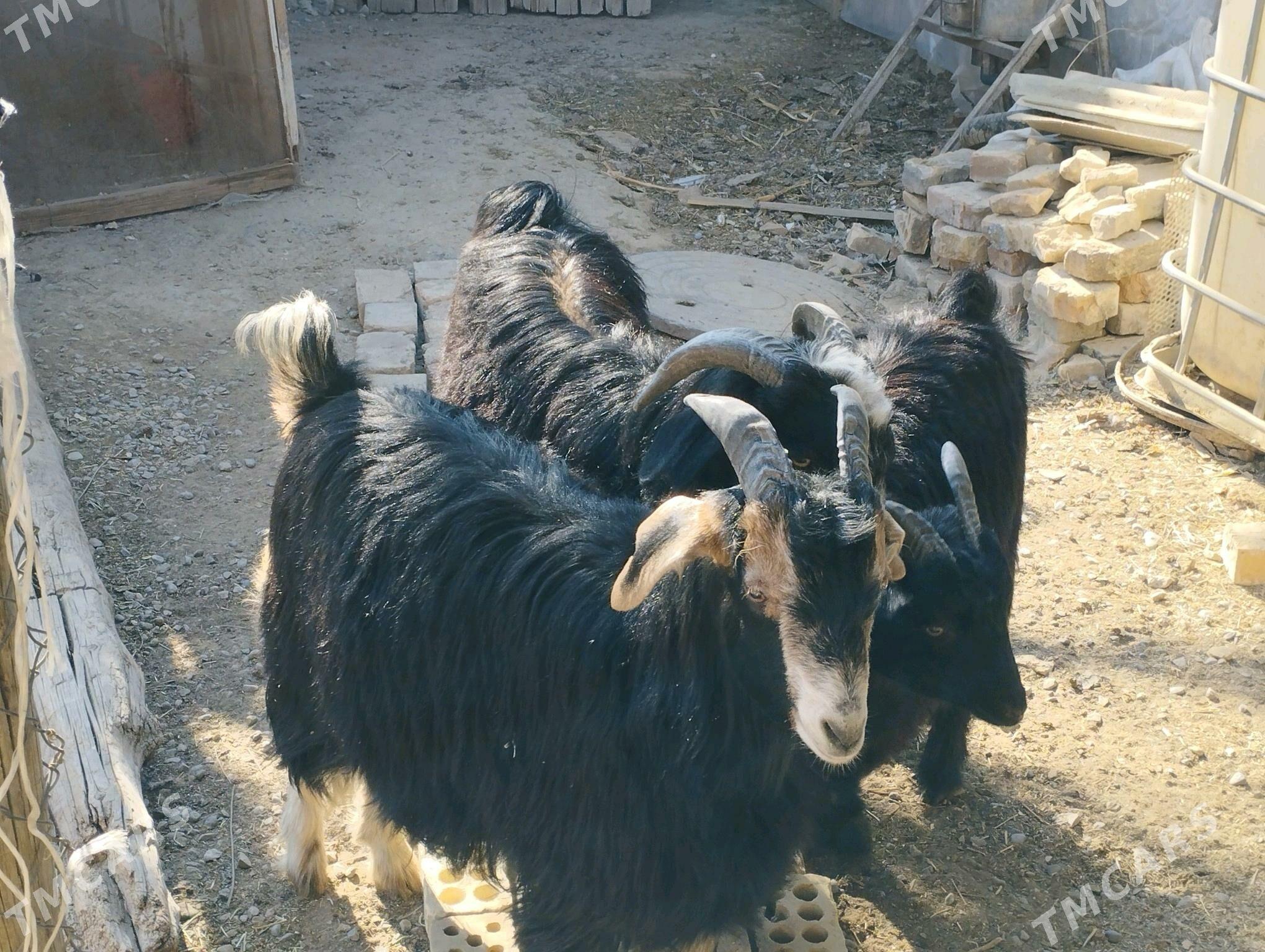 dog erkeç - Ашхабад - img 3