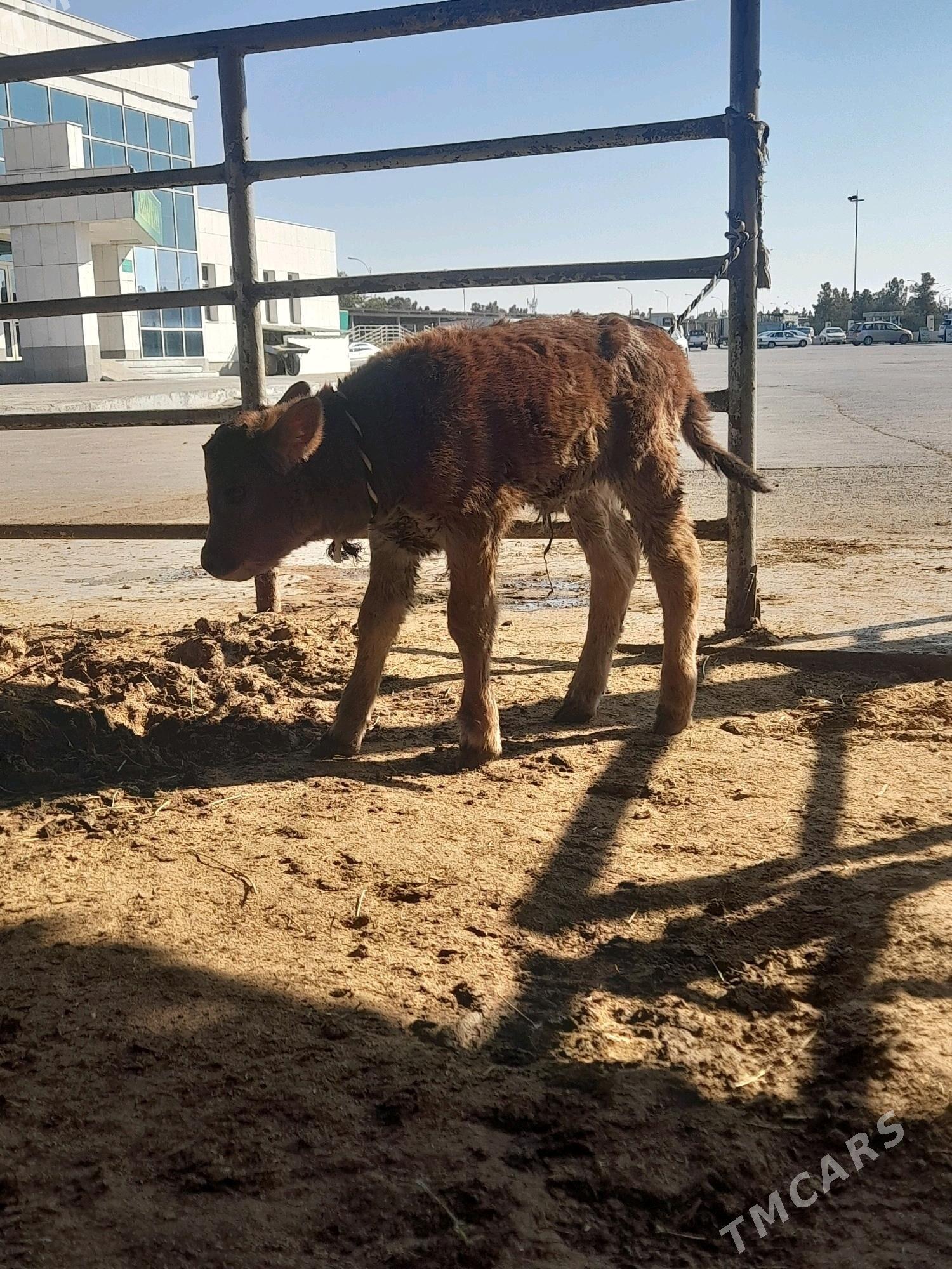 goleli sygyr - "Алтын Асыр" Гундогар базары ( Толкучка) - img 4