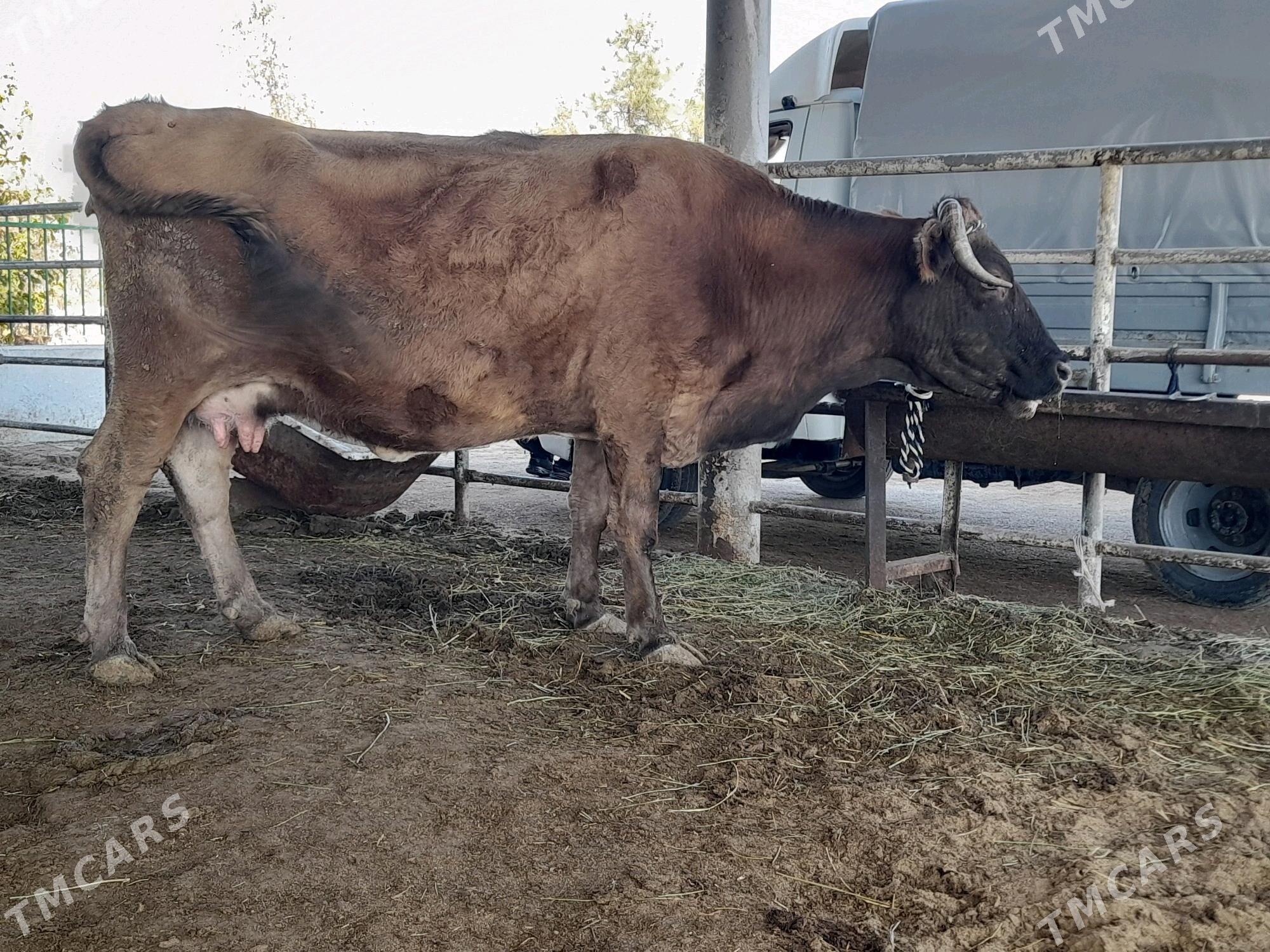 goleli sygyr - "Алтын Асыр" Гундогар базары ( Толкучка) - img 5