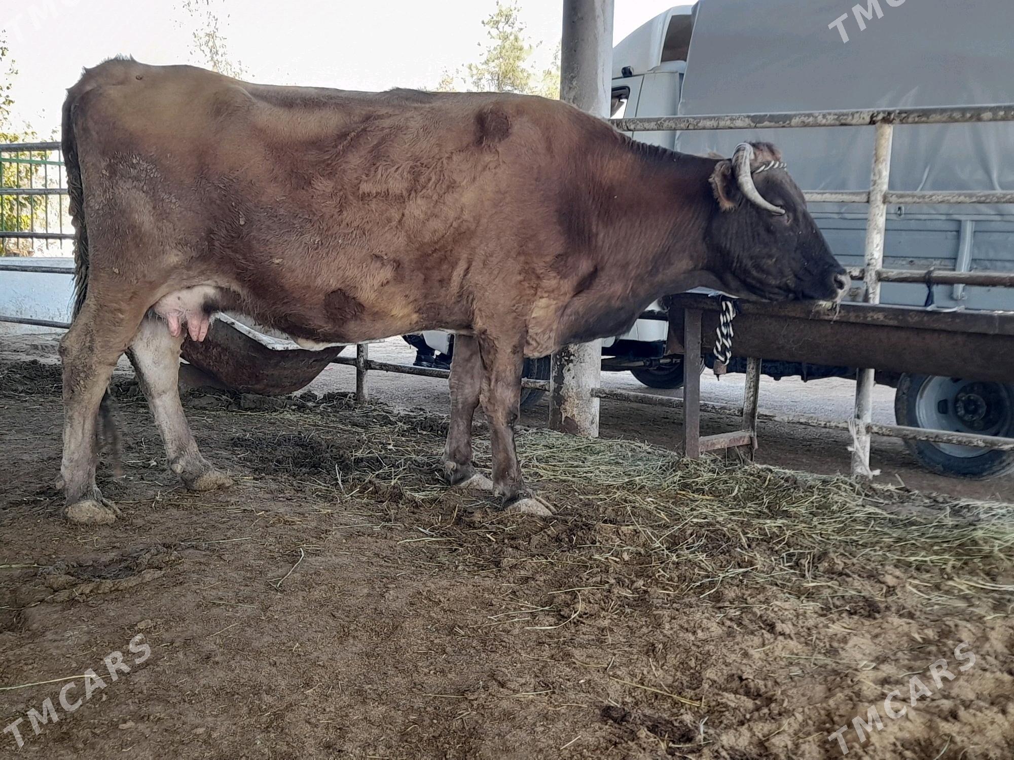 goleli sygyr - "Алтын Асыр" Гундогар базары ( Толкучка) - img 3