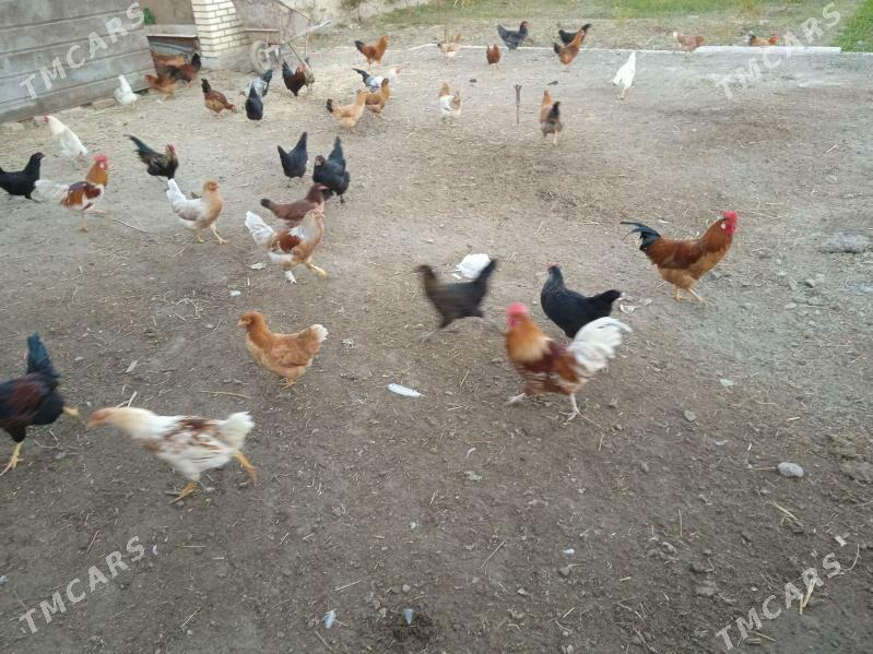 Horoz - Векильбазар - img 1