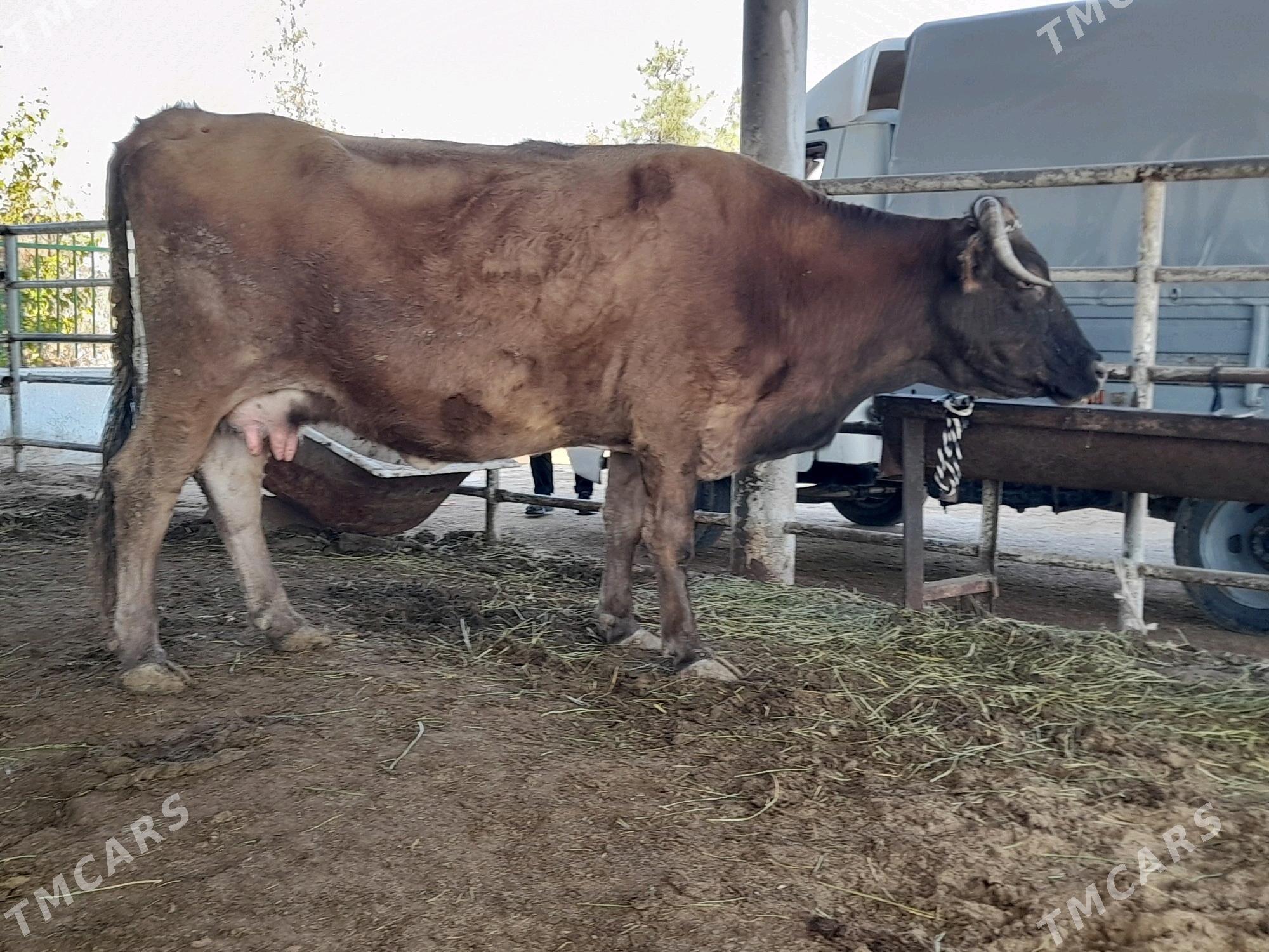 goleli sygyr - "Алтын Асыр" Гундогар базары ( Толкучка) - img 2