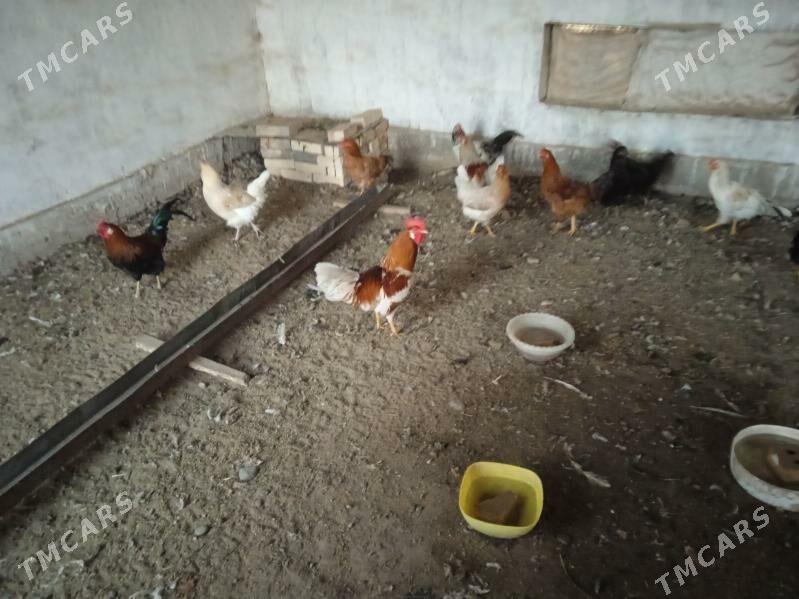 Horoz - Векильбазар - img 2