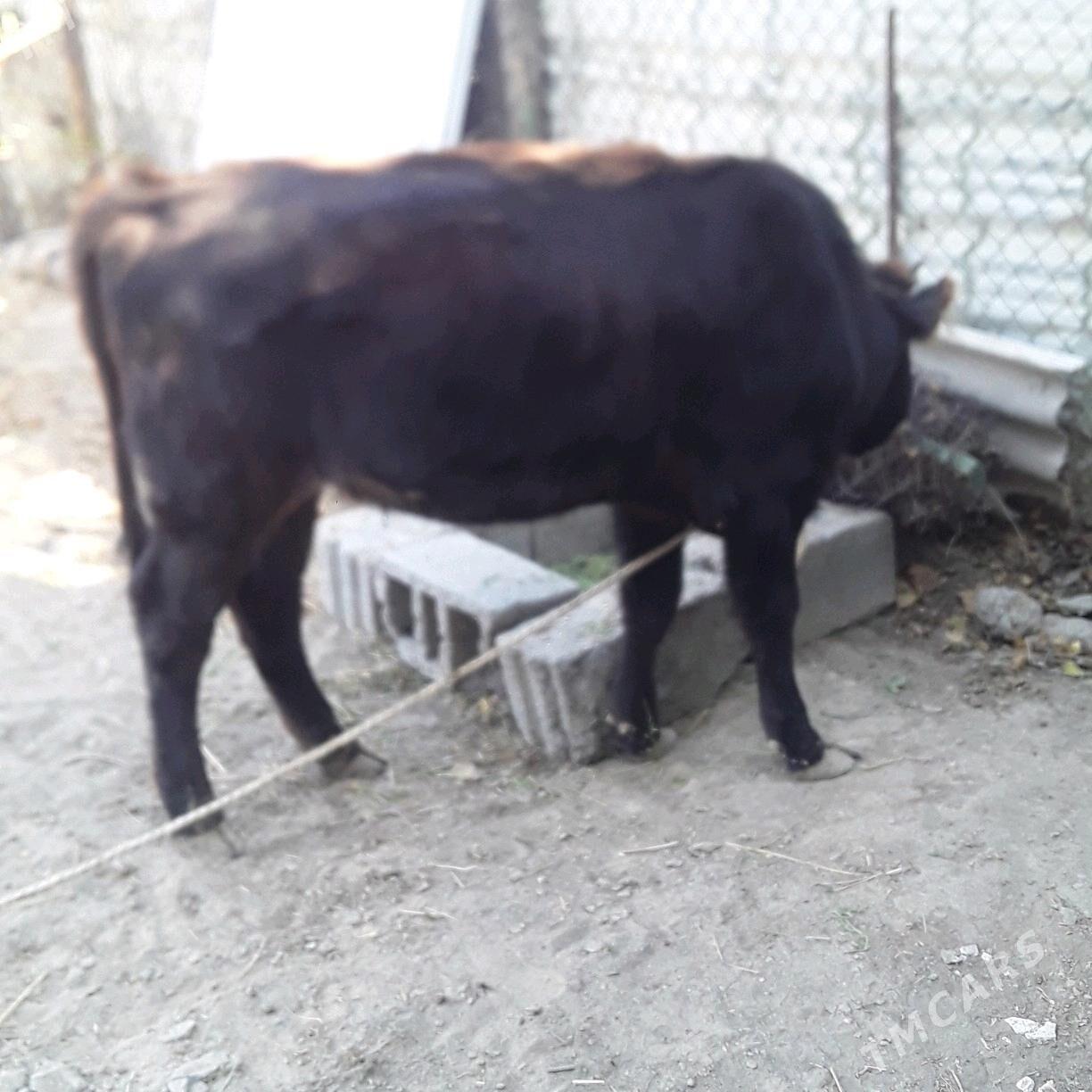 tuwe şews - Büzmeýin - img 2