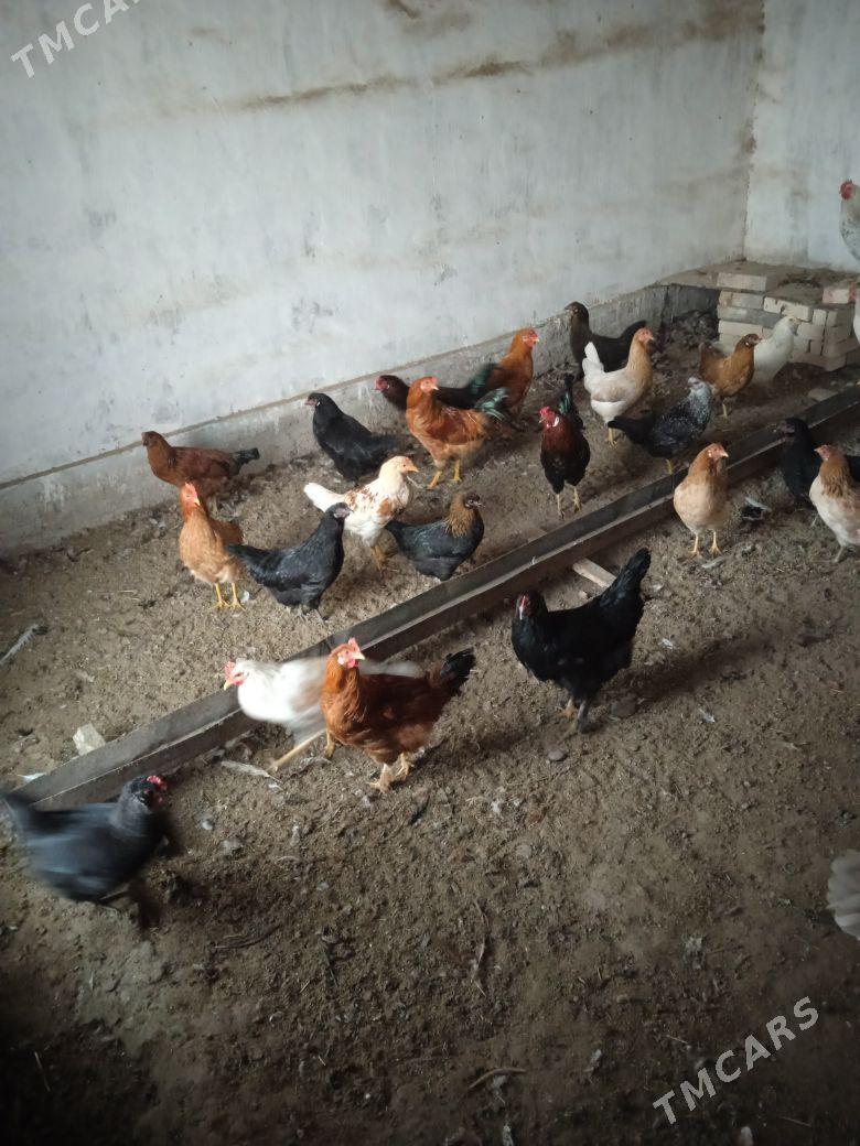 Horoz - Векильбазар - img 4