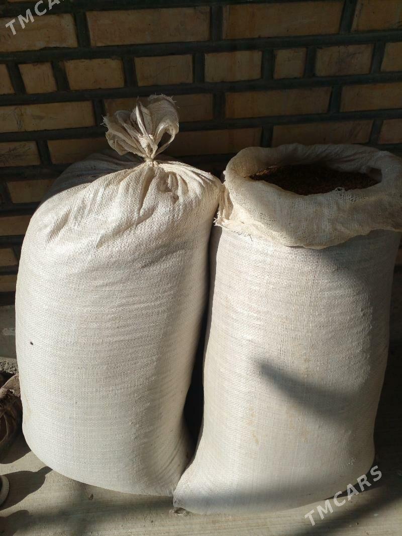 Şugunnur - Бахарден - img 3