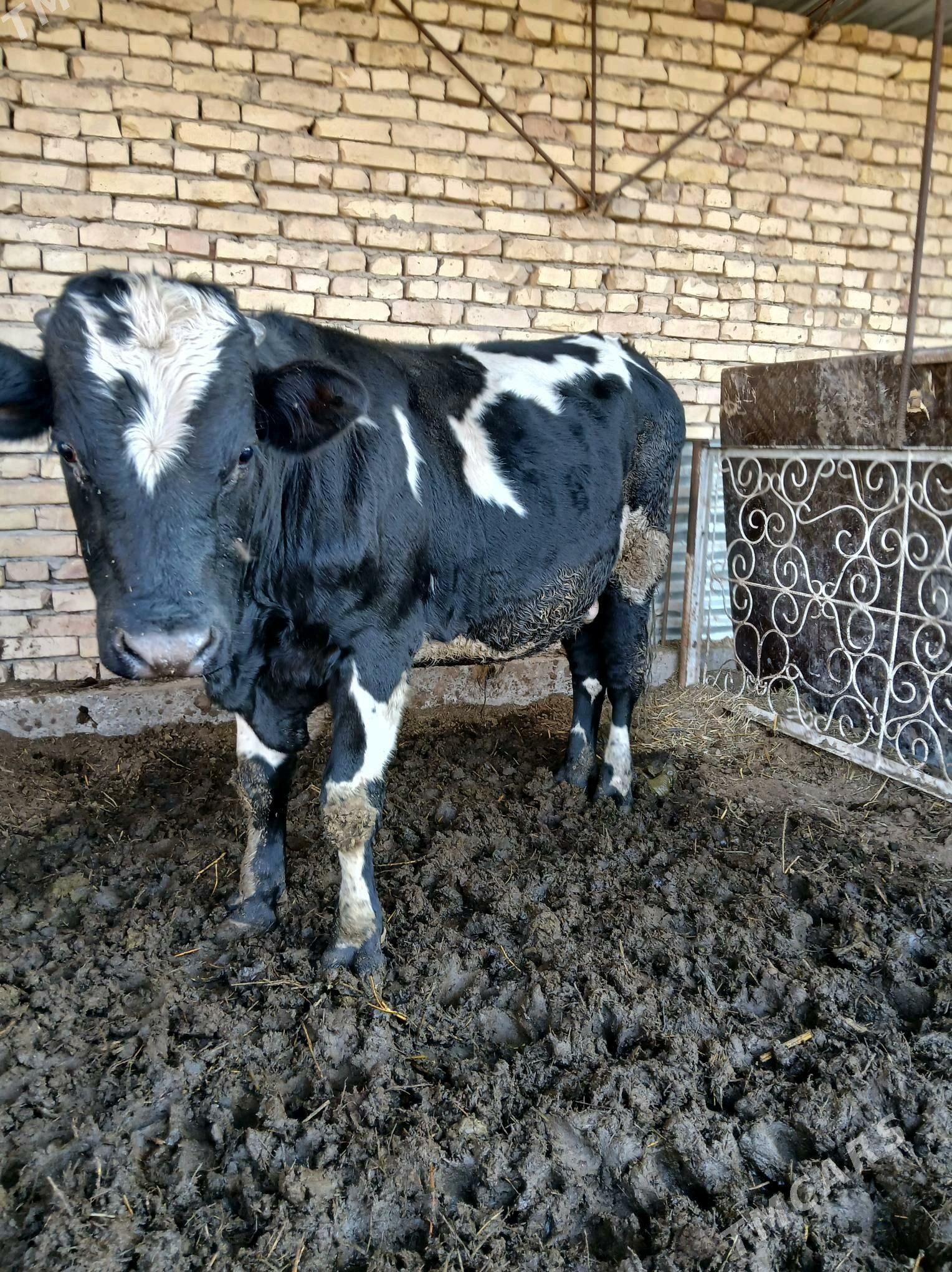 токум окуз - Çärjew - img 5