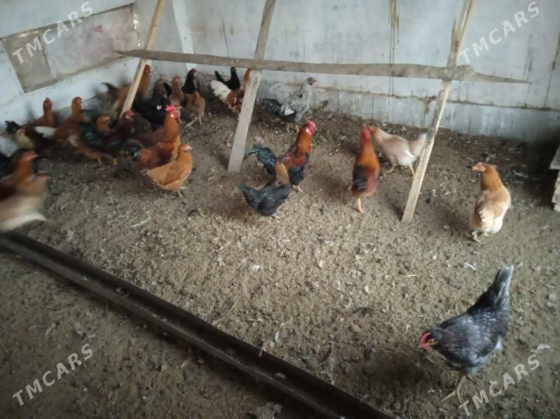 Horoz - Векильбазар - img 3