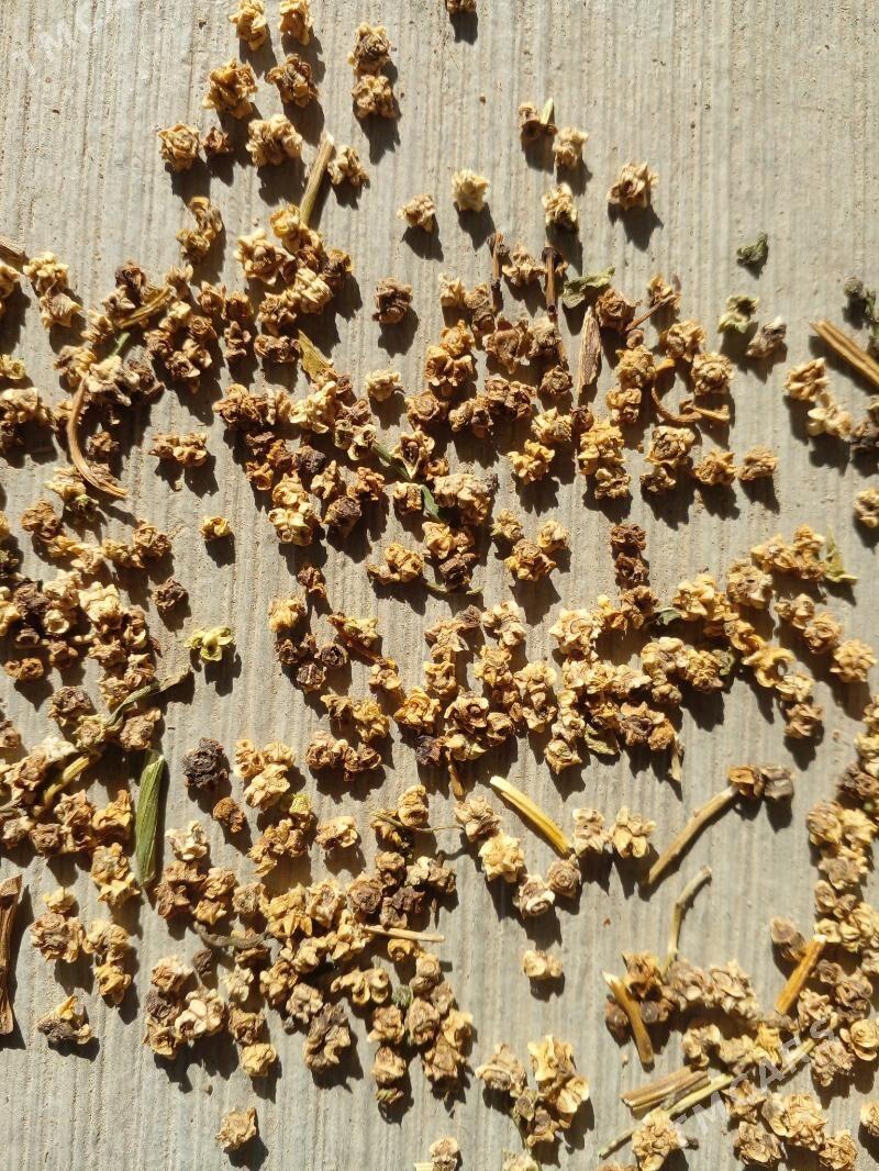 Şugunnur - Бахарден - img 2