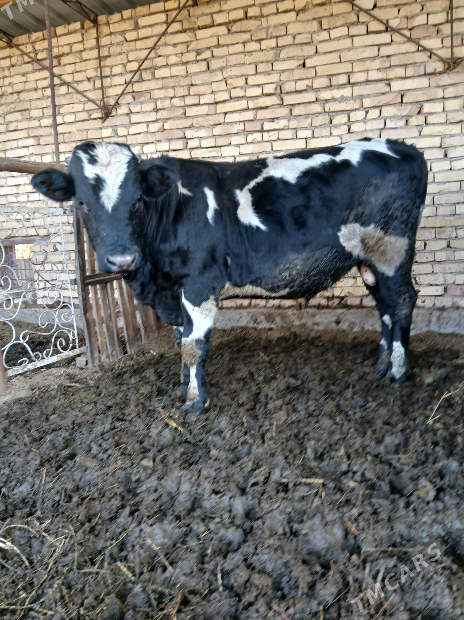 токум окуз - Çärjew - img 4