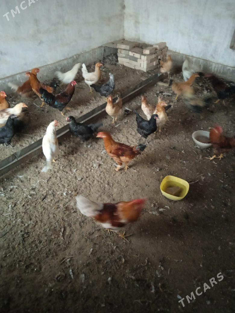 Horoz - Векильбазар - img 5