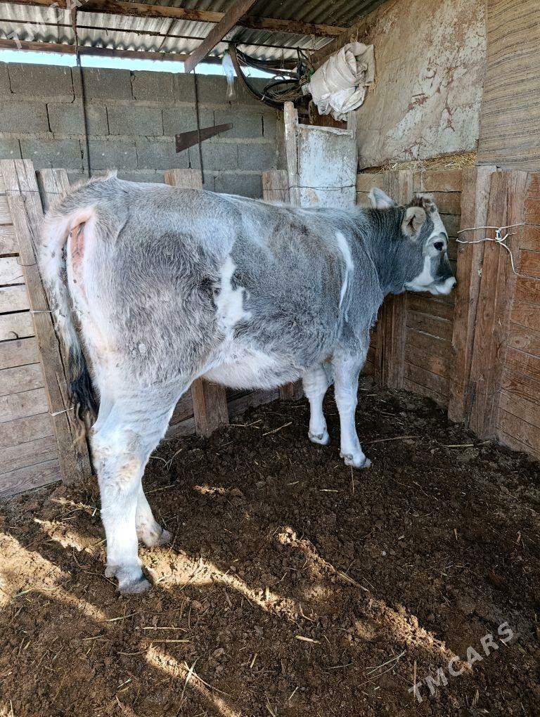 bakylan tuwe - Бахарден - img 2