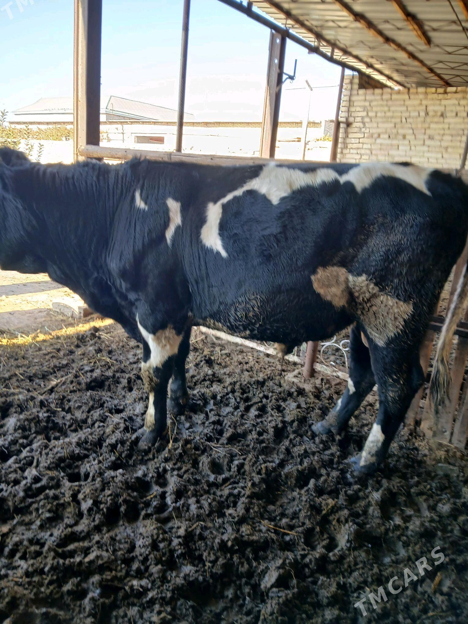 токум окуз - Çärjew - img 2