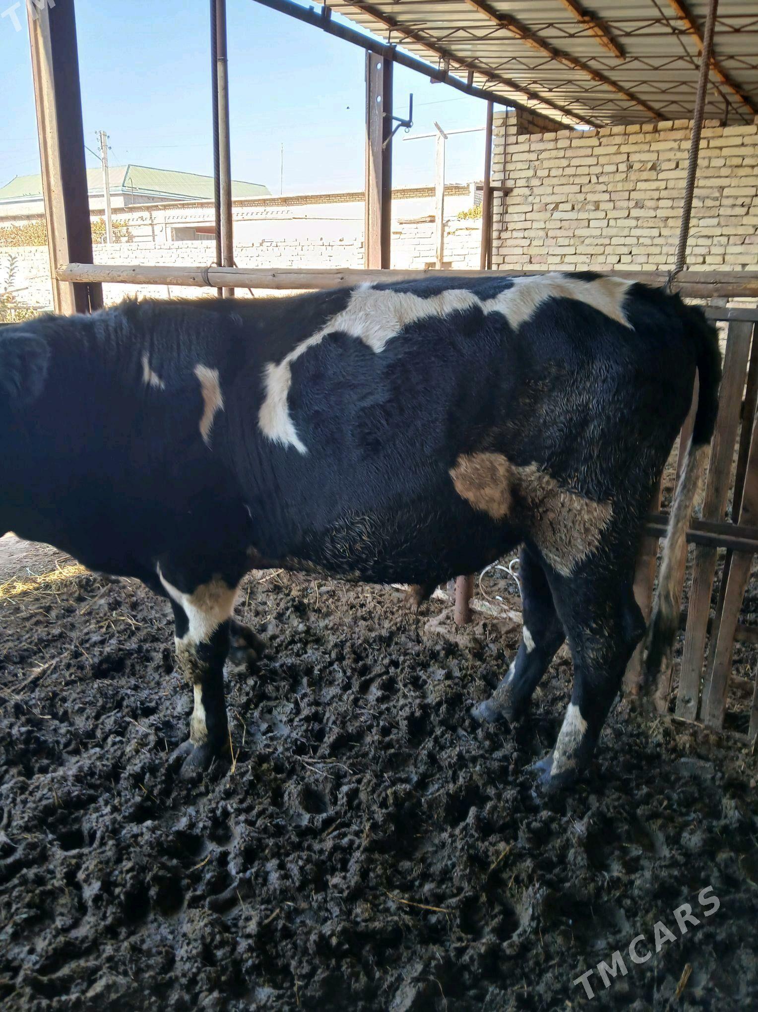 токум окуз - Çärjew - img 3