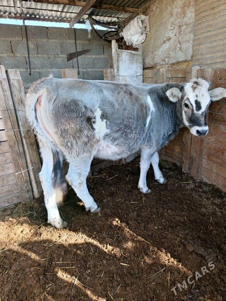 bakylan tuwe - Бахарден - img 1