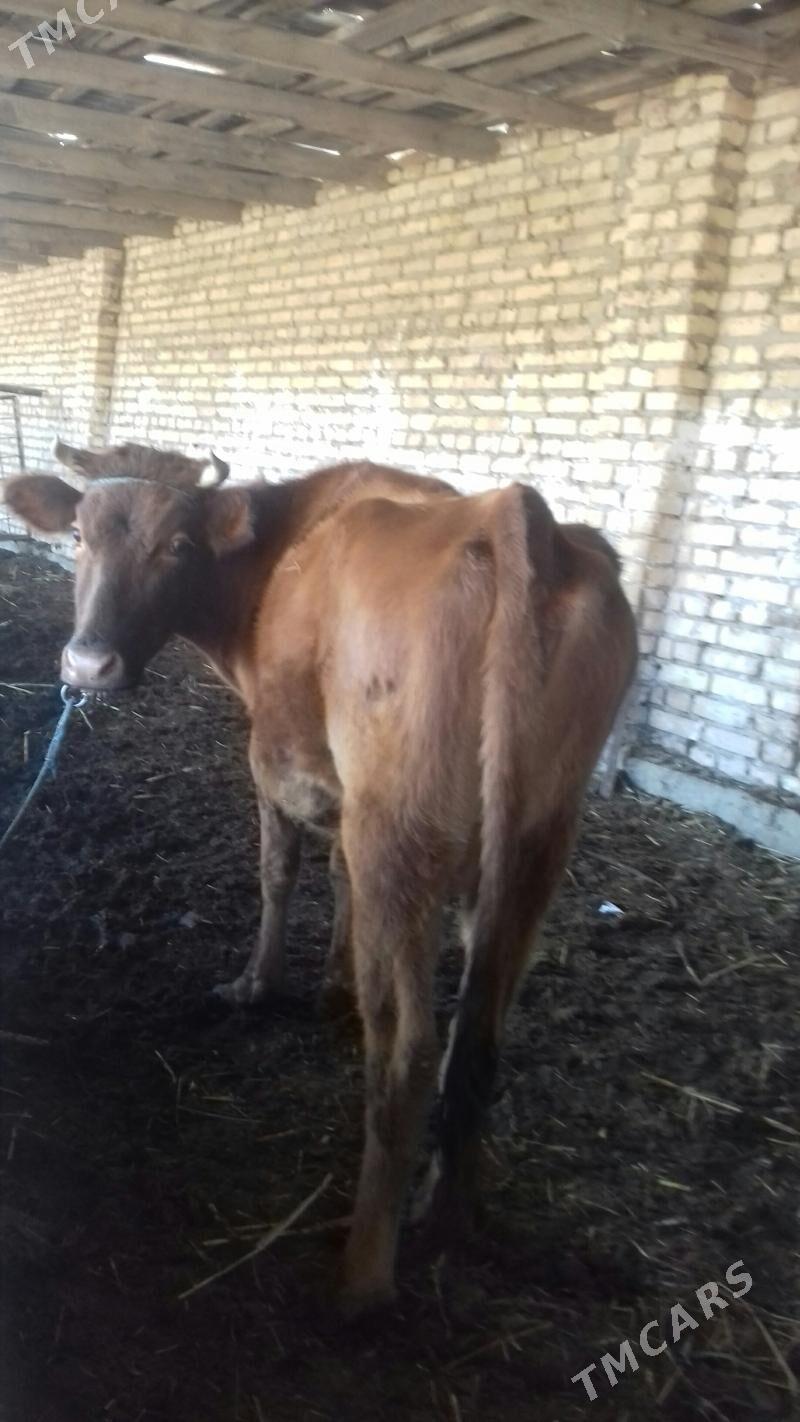 Sygyr kysyr 100 %. - Çärjew - img 3