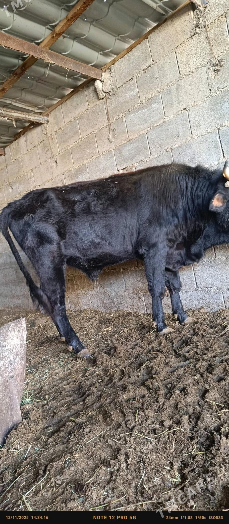 bakylgy okuzler - Бахарден - img 3