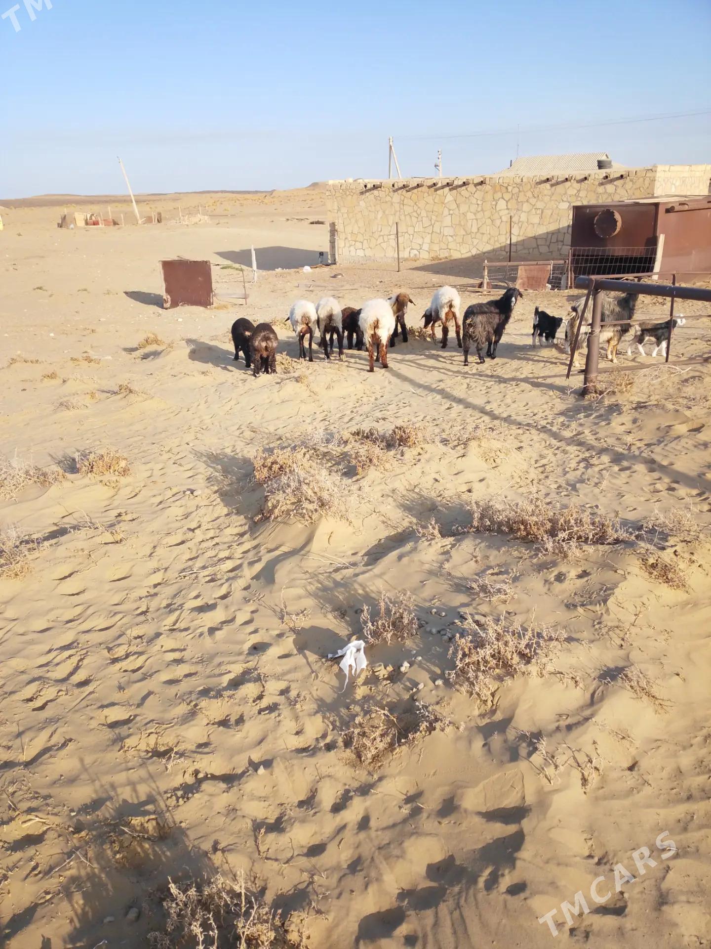 Guzly goyun - Esenguly - img 3