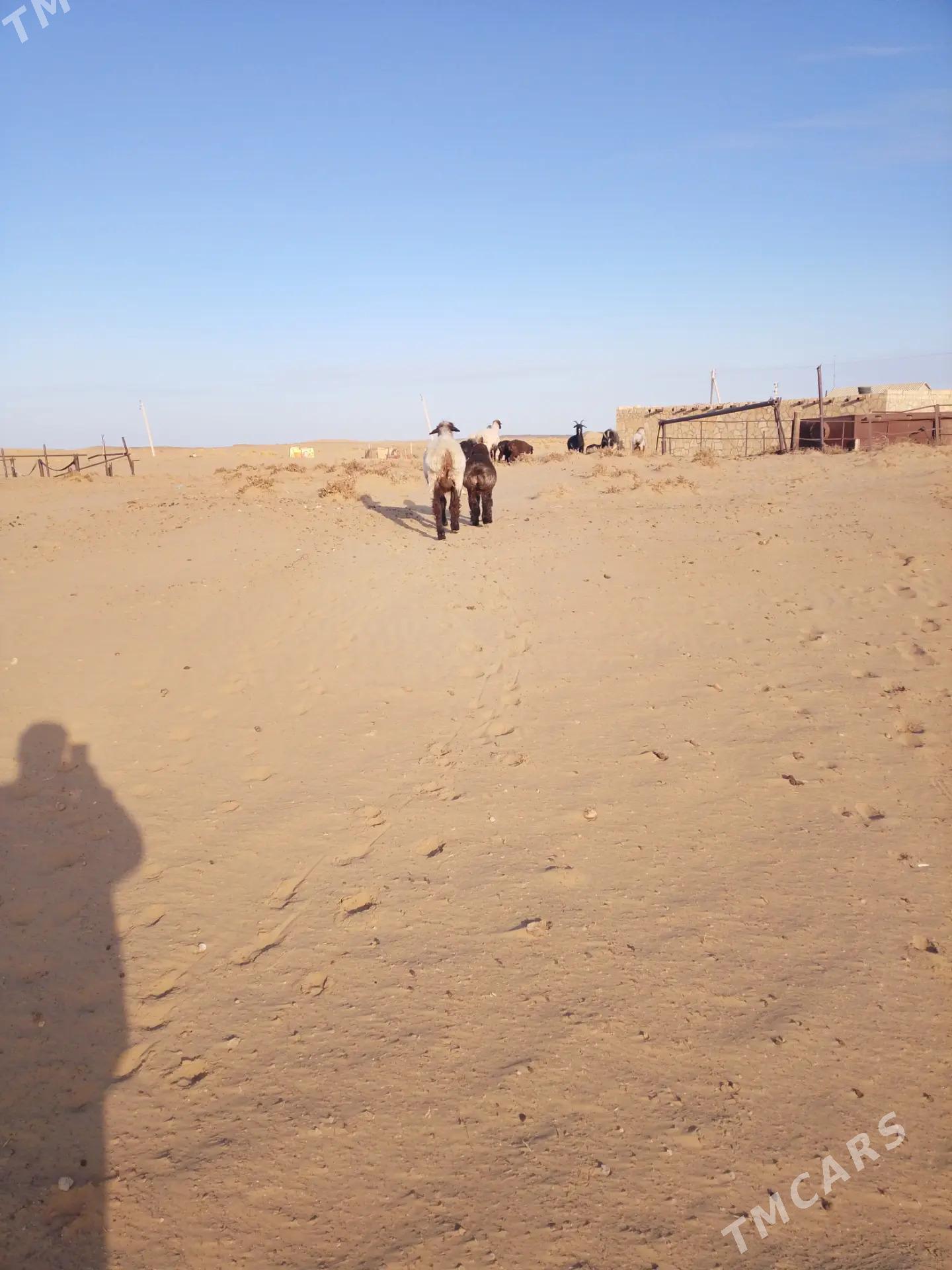 Guzly goyun - Esenguly - img 6