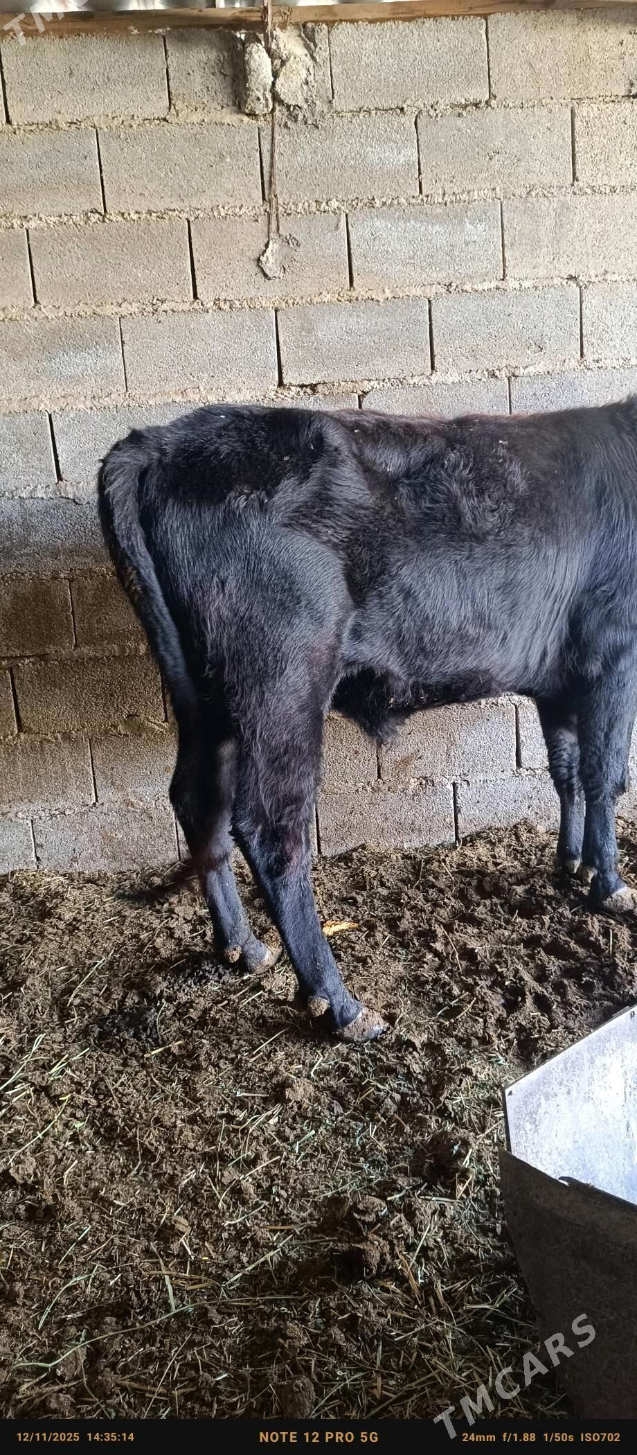 bakylgy okuzler - Бахарден - img 4