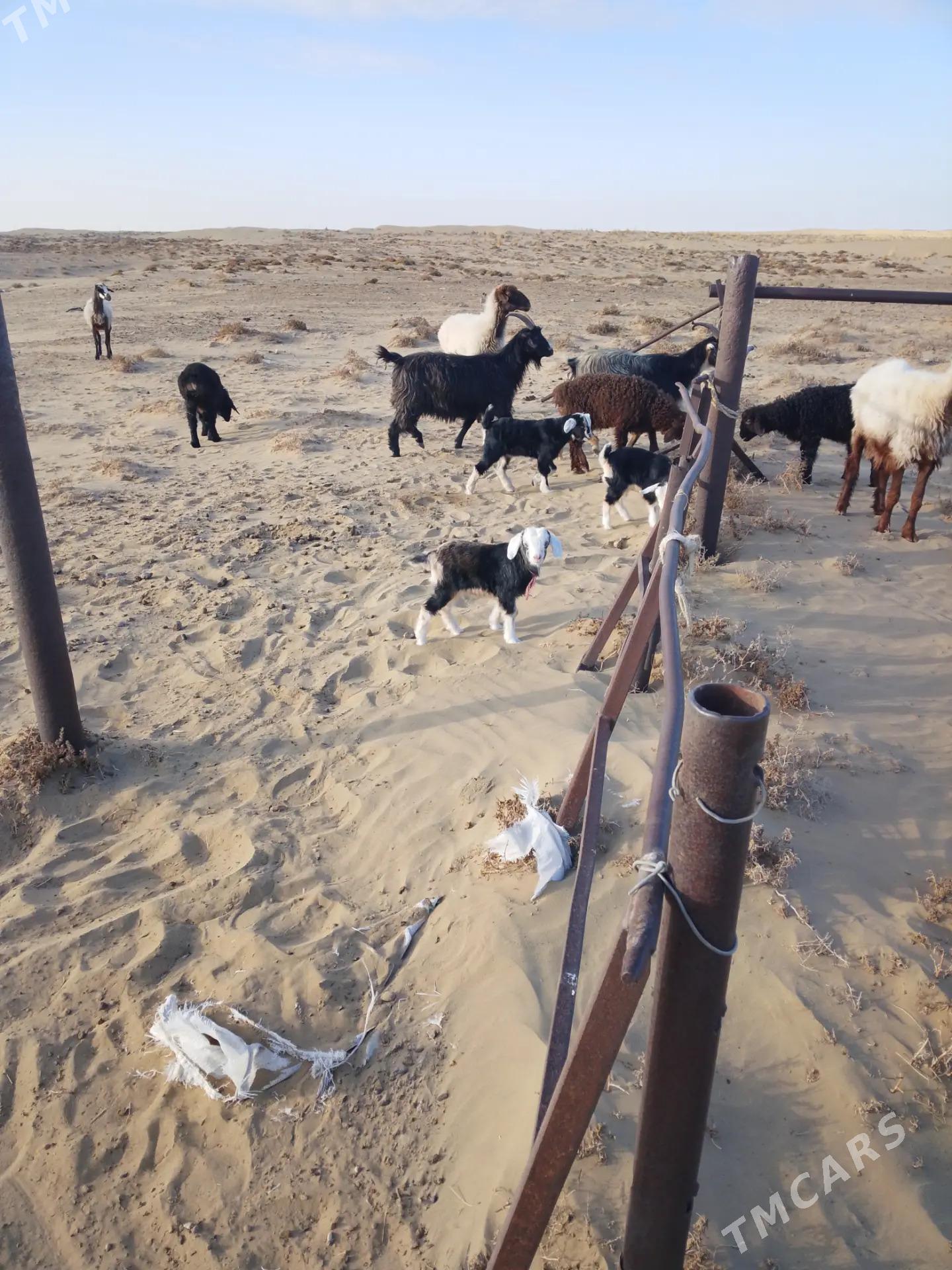 Guzly goyun - Esenguly - img 1