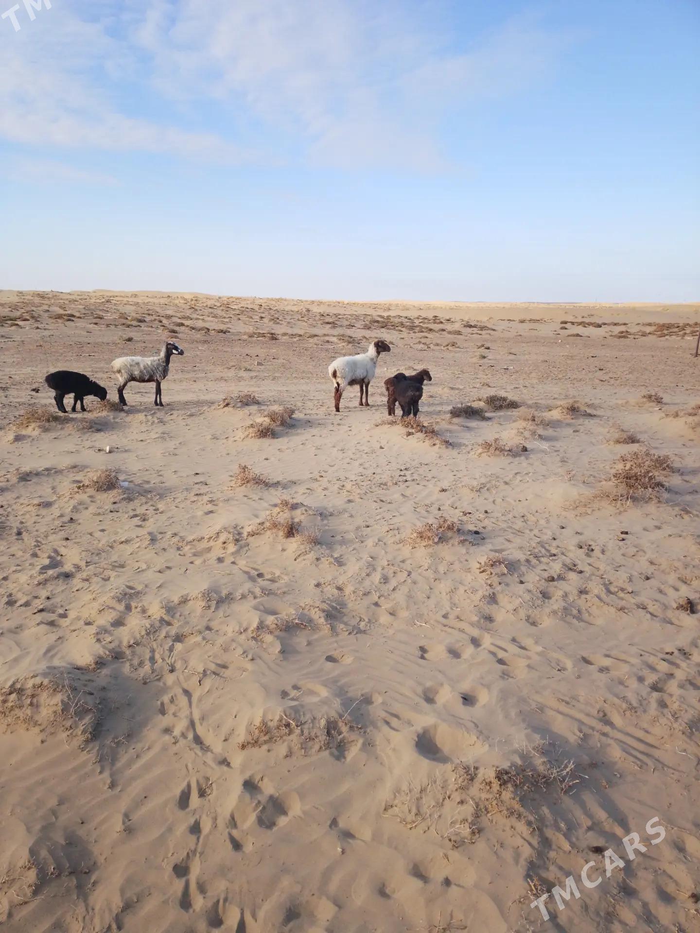 Guzly goyun - Esenguly - img 5