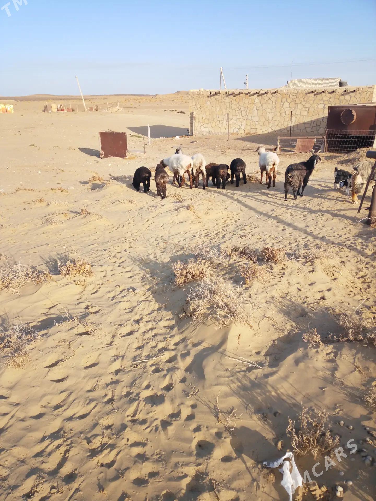 Guzly goyun - Esenguly - img 2