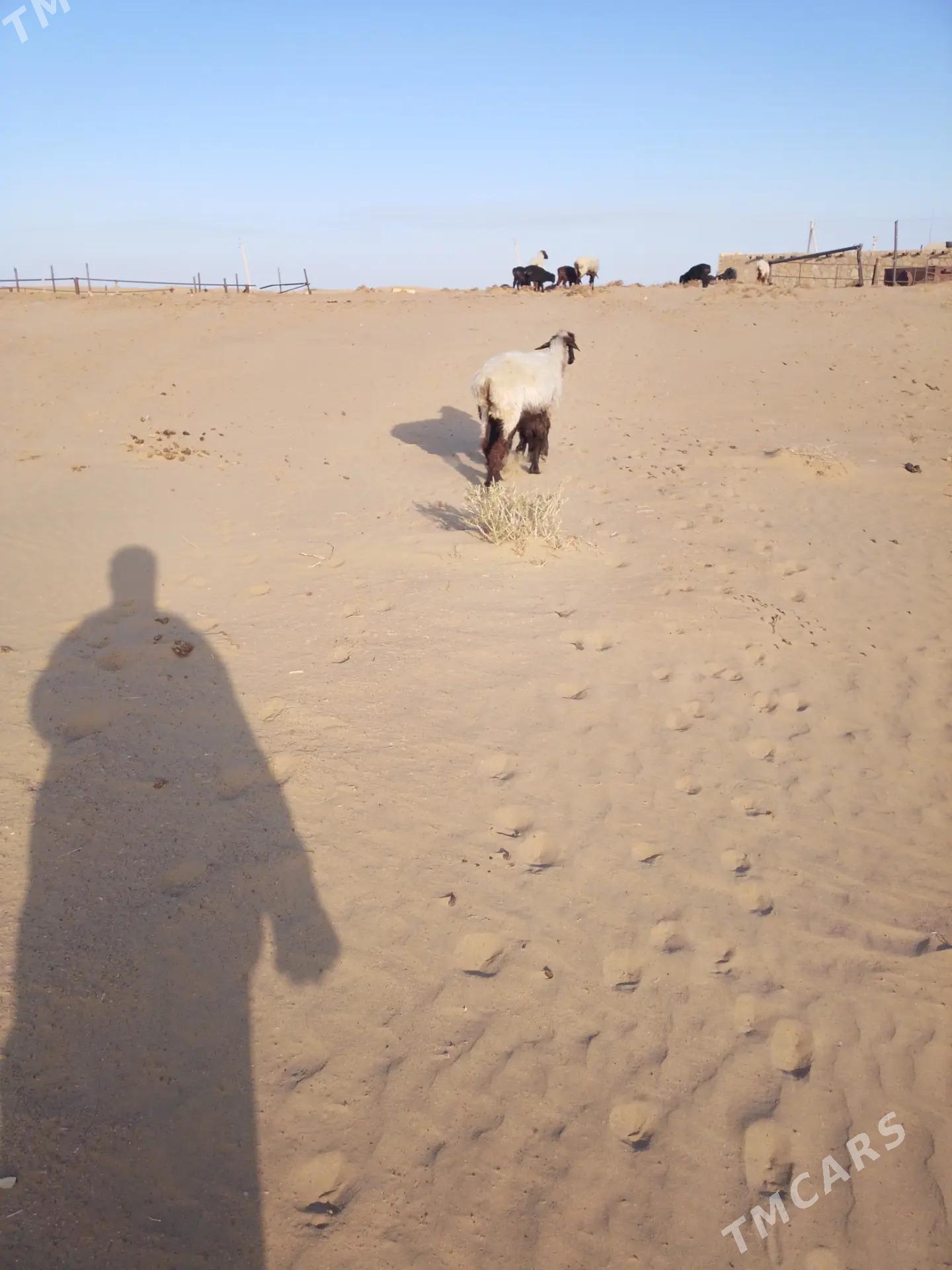 Guzly goyun - Esenguly - img 4