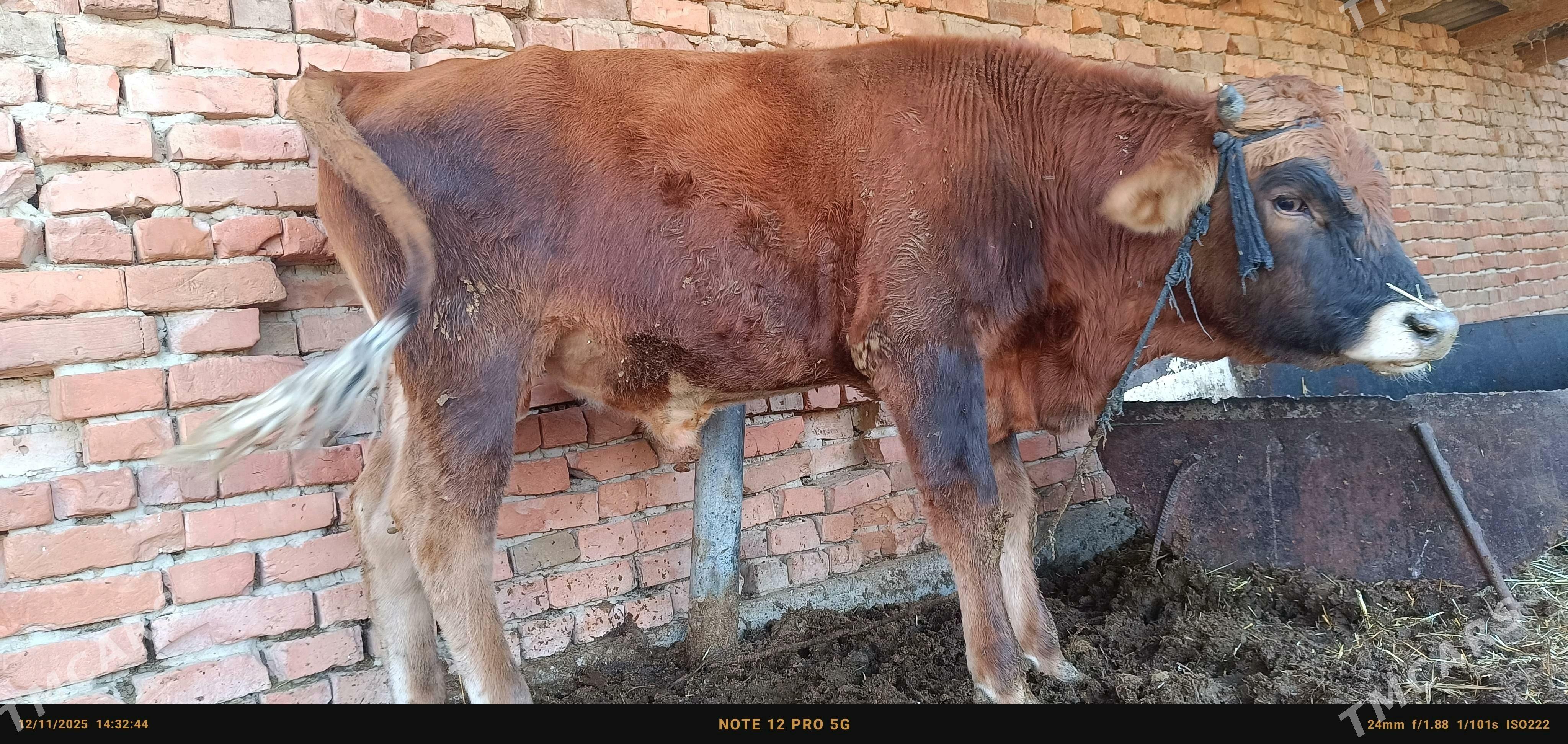 bakylgy okuzler - Бахарден - img 2