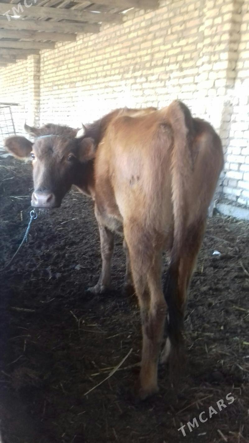 Sygyr kysyr 100 %. - Çärjew - img 2