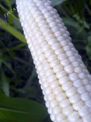 Mekgejowen - Ýaşlyk - img 2