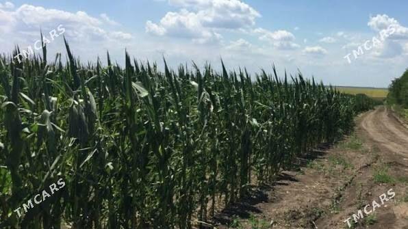 Mekgejowen - Ýaşlyk - img 4