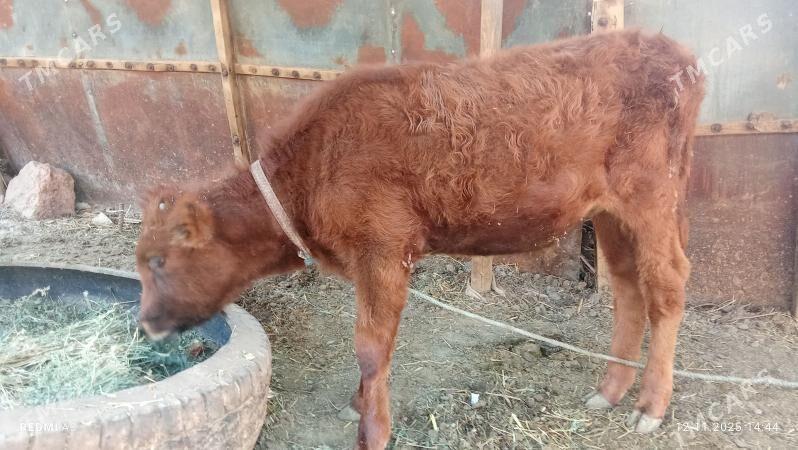 öküzçe - Чарджоу - img 2