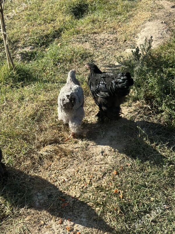 brama - Aşgabat - img 2