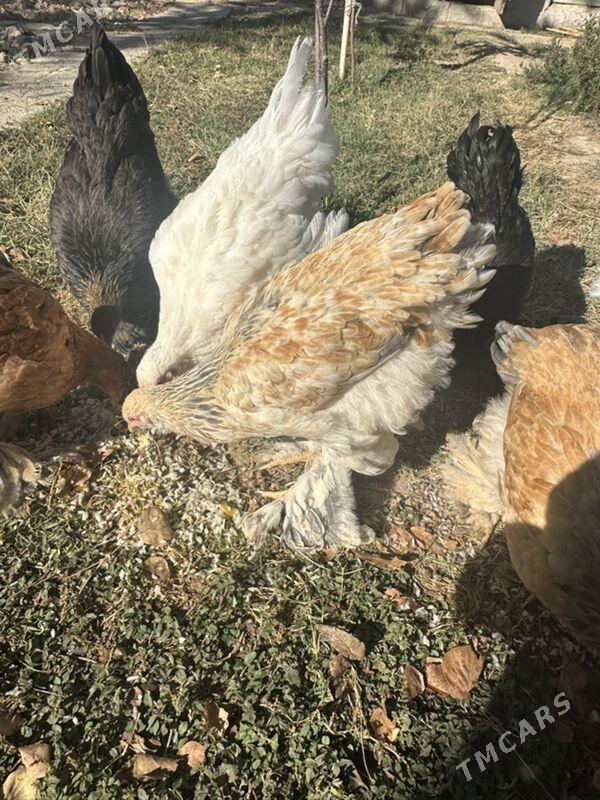 brama - Aşgabat - img 5