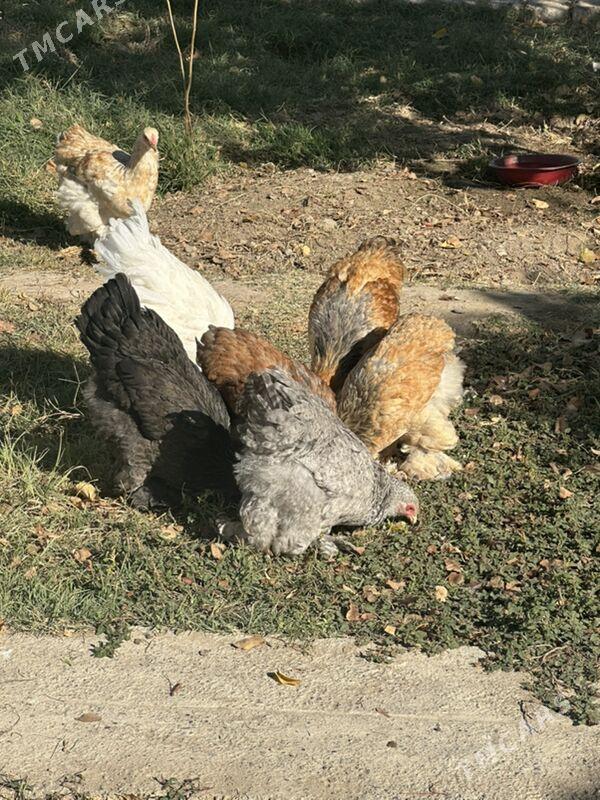 brama - Aşgabat - img 7