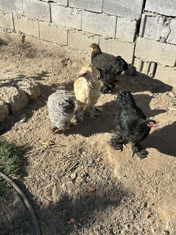 brama - Aşgabat - img 4