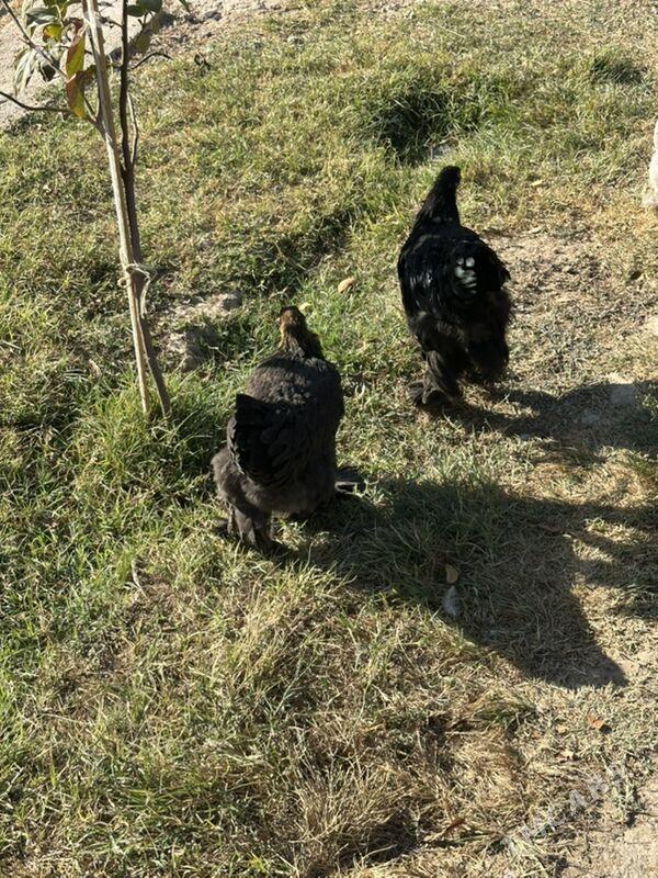 brama - Aşgabat - img 3